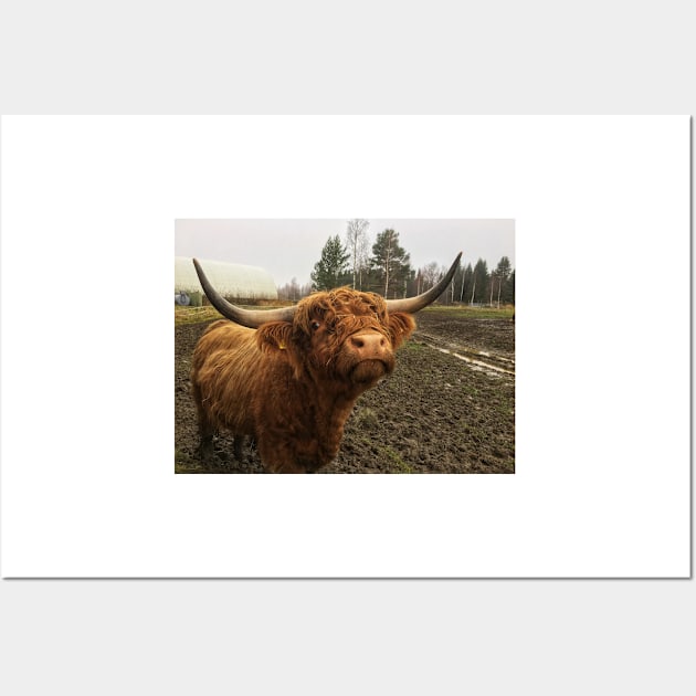 Scottish Highland Cattle Bull 1846 Wall Art by SaarelaHighland